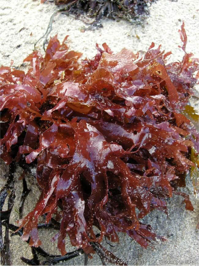 Dulse