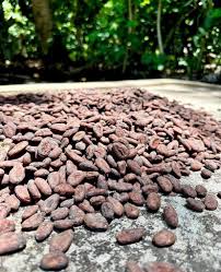 Cacao Pistillé (Éclats de Fèves)