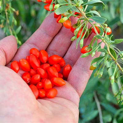 Goji