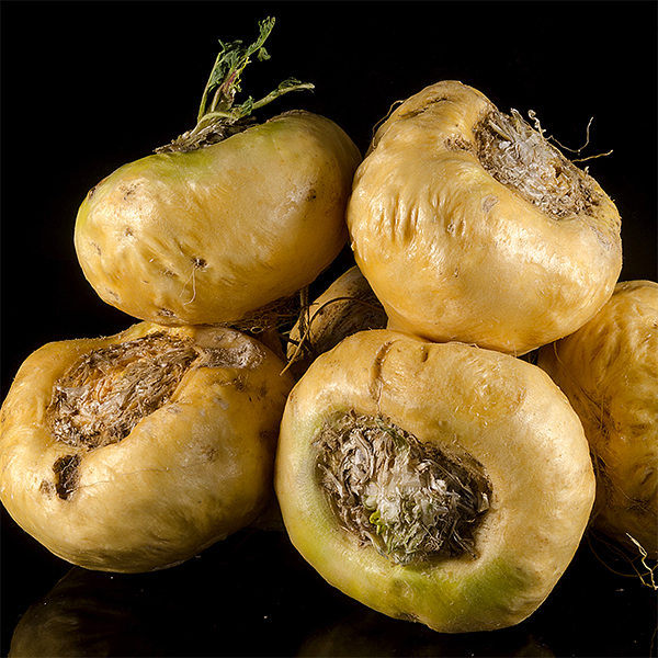 Maca