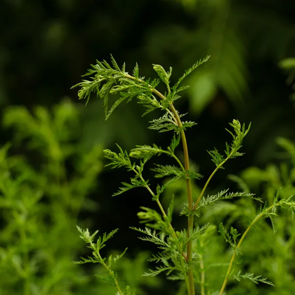 Artemesia